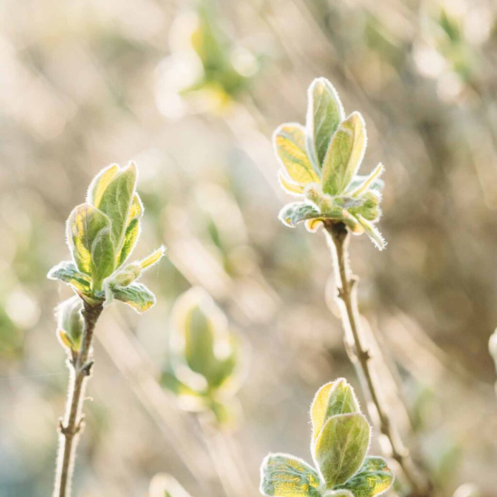 Episode 26: Doing All the Healing Work But Still Not Happy? Reclaim Joy as a Healer